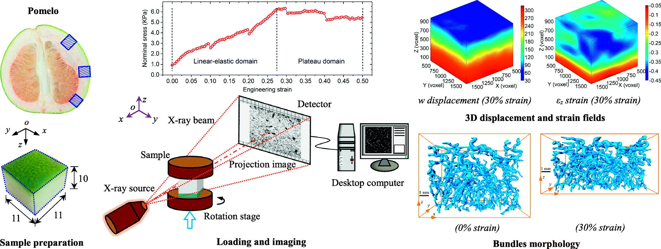 Morphological evolution and internal strain mapping of pomelo peel using X-ray computed tomography and digital volume correlation