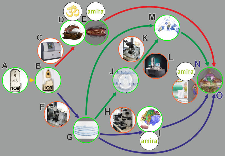 A correlative approach for combining microCT, light and transmission electron microscopy in a single 3D scenario