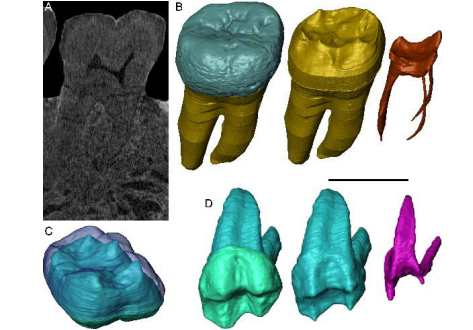Exploring hominin and non-hominin primate dental fossil remains with neutron microtomography