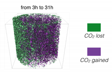 Pore-scale evolution of trapped CO2 at early stages following imbibition using micro-CT imaging