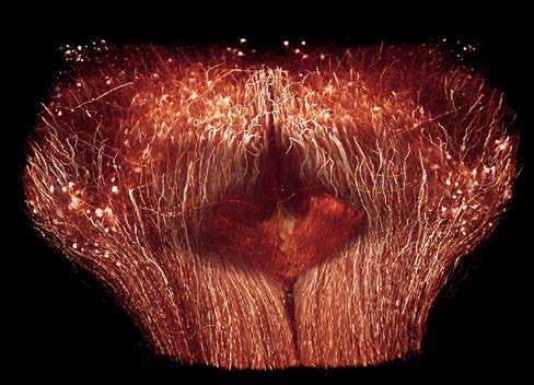 The Max Planck Institute of Neurobiology uses Amira software for axon tracing from head to toe