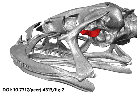Evolutionary radiation of earless frogs in the Andes: molecular phylogenetics and habitat shifts in high-elevation terrestrial breeding frogs