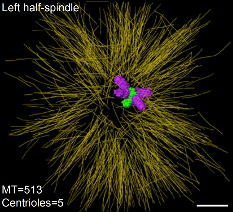 Asymmetric Centriole Numbers at Spindle Poles Cause Chromosome Missegregation in Cancer