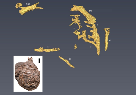 Under the armor: X-ray computed tomographic reconstruction of the internal skeleton of Coahomasuchus chathamensis, and a phylogenetic analysis of Aetosauria
