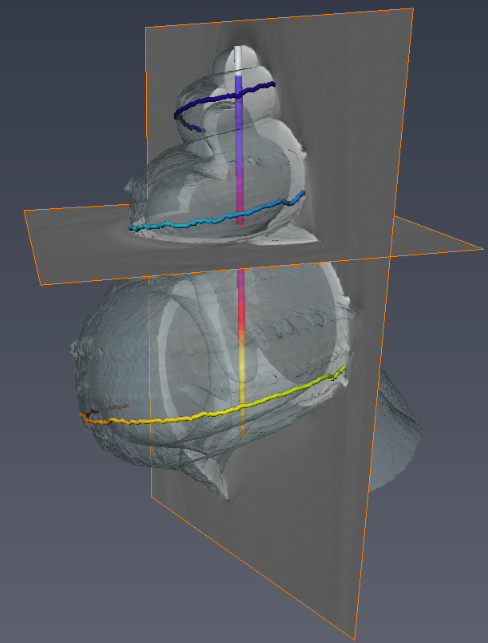 Sea shell measurements and visualization