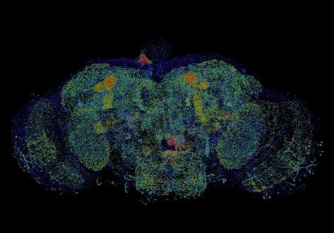 Cortical Column and Whole Brain Imaging of Neural Circuits with Molecular Contrast and Nanoscale Resolution