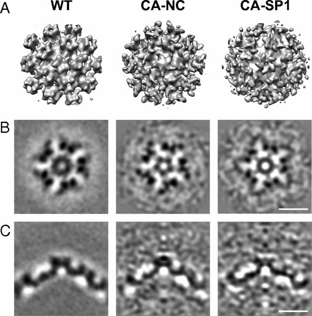 High-resolution structures of HIV-1 Gag cleavage mutants determine structural switch for virus maturation
