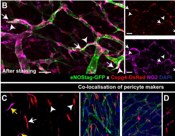 Spatiotemporal endothelial cell – pericyte association in tumors as shown by high resolution 4D intravital imaging