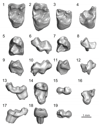 New omomyoids (Euprimates, Mammalia) from the late Uintan of southern California, USA, and the question of the extinction of the Paromomyidae (Plesiadapiformes, Primates)