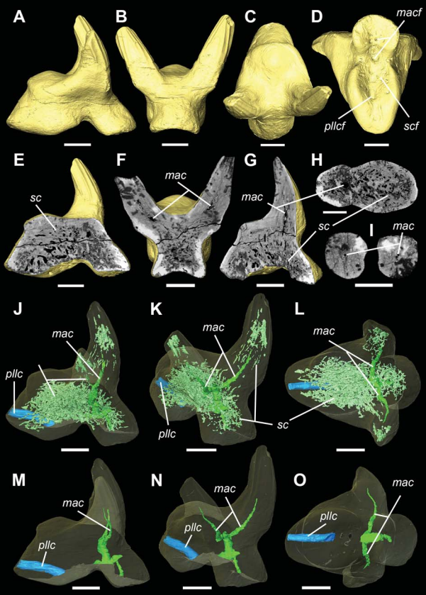 Vascular structure of the earliest shark teeth