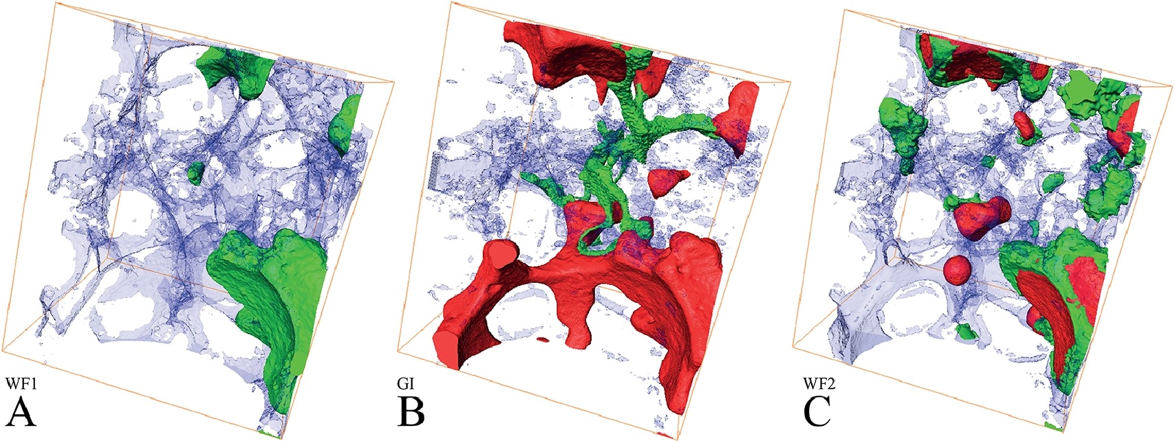 In situ characterization of immiscible three-phase flow at the pore scale for a water-wet carbonate rock