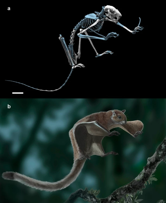 Oldest skeleton of a fossil flying squirrel casts new light on the phylogeny of the group