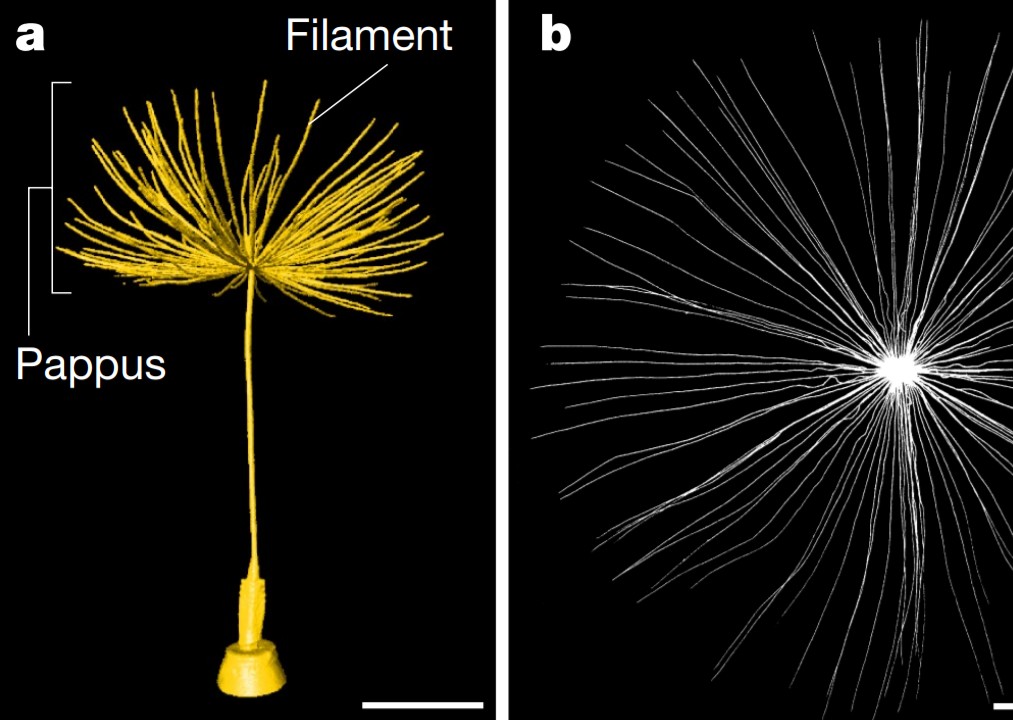 A separated vortex ring underlies the flight of the dandelion