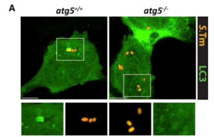 Autophagy Proteins Promote Repair of Endosomal Membranes Damaged by the Salmonella Type Three Secretion System 1