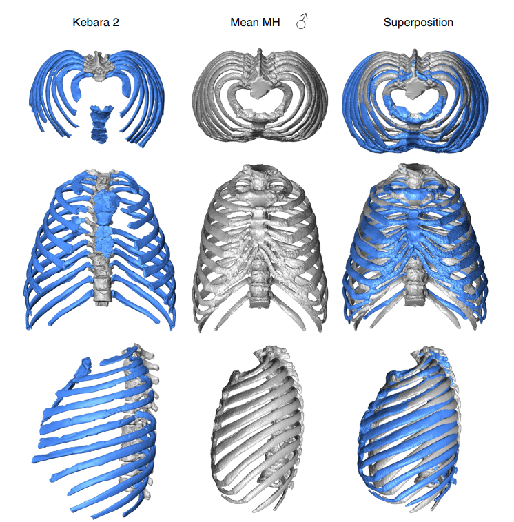 3D virtual reconstruction of the Kebara 2 Neandertal thorax
