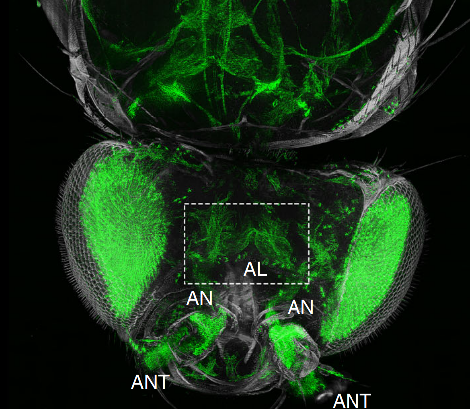 High-resolution ultramicroscopy of the developing and adult nervous system in optically cleared Drosophila melanogaster