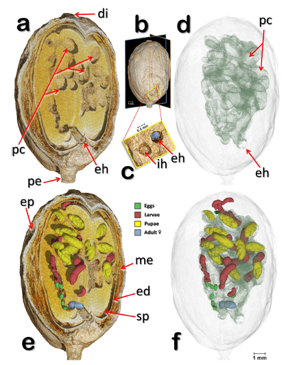 Observing the devastating coffee berry borer (Hypothenemus hampei) inside the coffee berry using microcomputed tomography