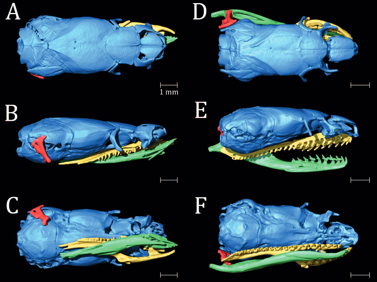 Caudals and Calyces: The Curious Case of a Consumed Chiapan Colubroid
