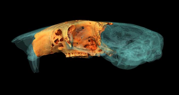 University of York student wins Anatomical Society Best Image Prize using Amira-Avizo Software