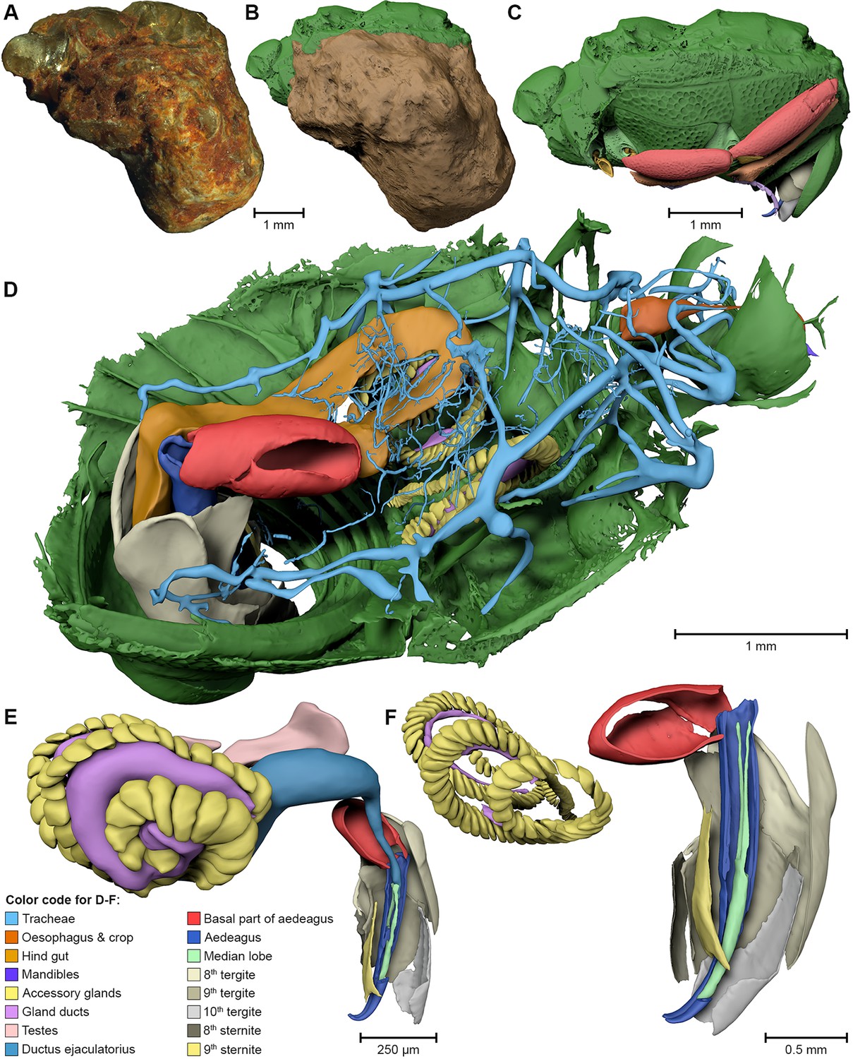 Preservation of three-dimensional anatomy in phosphatized fossil arthropods enriches evolutionary inference