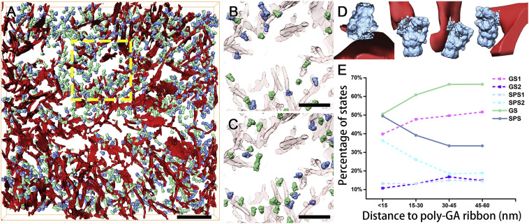 In Situ Structure of Neuronal C9orf72 Poly-GA Aggregates Reveals Proteasome Recruitment