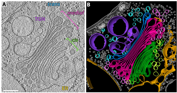 The structure of the COPI coat determined within the cell