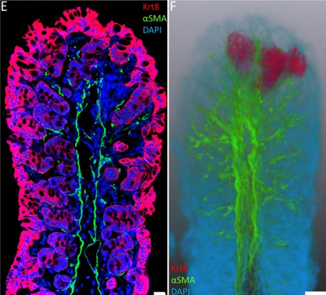 Immunofluorescence Tomography: High-resolution 3-D reconstruction by serial-sectioning of methacrylate embedded tissues and alignment of 2-D immunofluorescence images