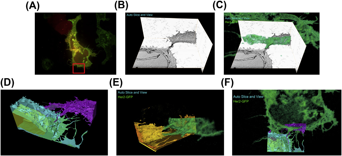 A fully integrated, three-dimensional fluorescence to electron microscopy correlative workflow