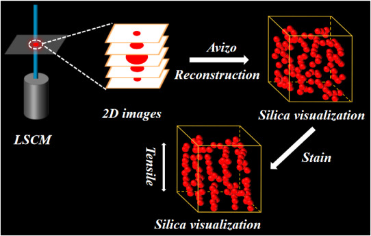 Visual research filler network structure in polymer composites and its structure-activity relationship by fluorescent labeling and LSCM