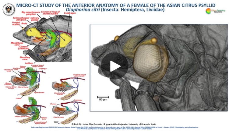 Using micro-computed tomography to reveal the anatomy of adult Diaphorina citri Kuwayama (Insecta: Hemiptera, Liviidae) and how it pierces and feeds within a citrus leaf
