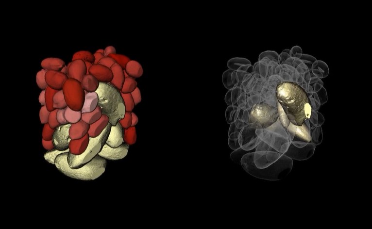 Scientists crack ‘the Brazil-nut’ puzzle, how do the largest nuts rise to the top?