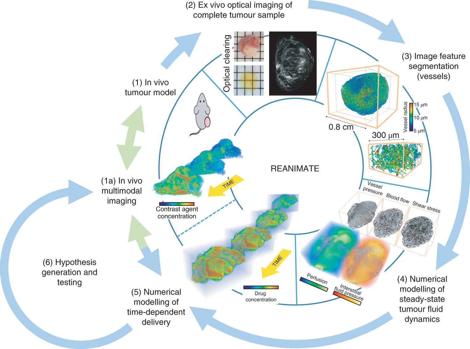 Computational fluid dynamics with imaging of cleared tissue and of in vivo perfusion predicts drug uptake and treatment responses in tumours
