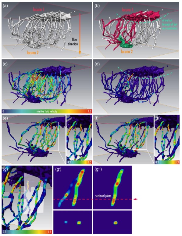 Amira-Avizo Software | Use Case Gallery | Thermo Fisher Scientific