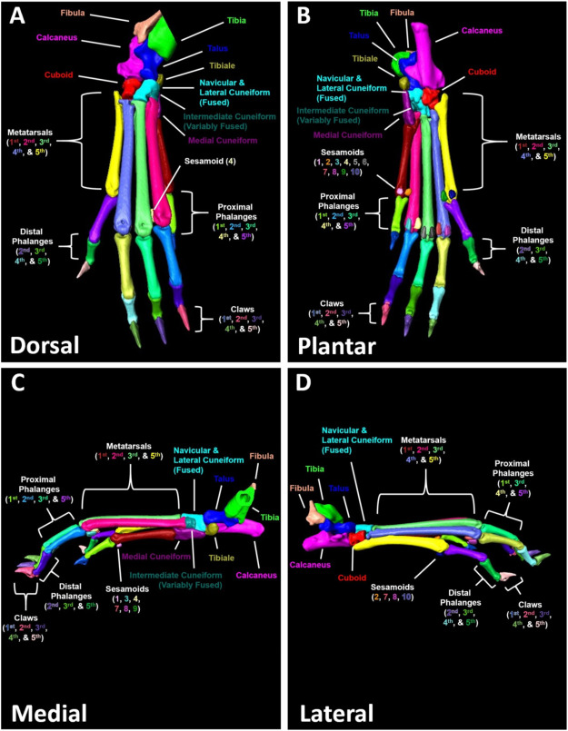A high-throughput semi-automated bone segmentation workflow for murine hindpaw Micro-CT datasets