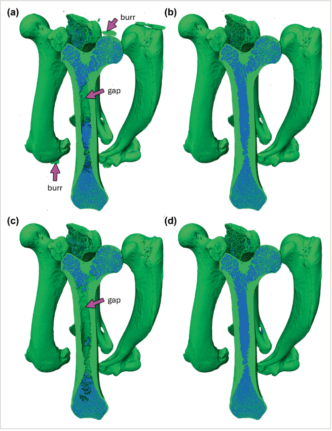 Segmentation of cortical bone, trabecular bone, and medullary pores from micro-CT images using 2D and 3D deep learning models
